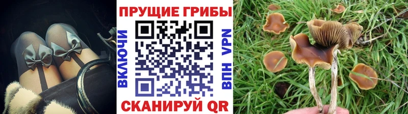 Псилоцибиновые грибы прущие грибы  Купить  Коряжма 